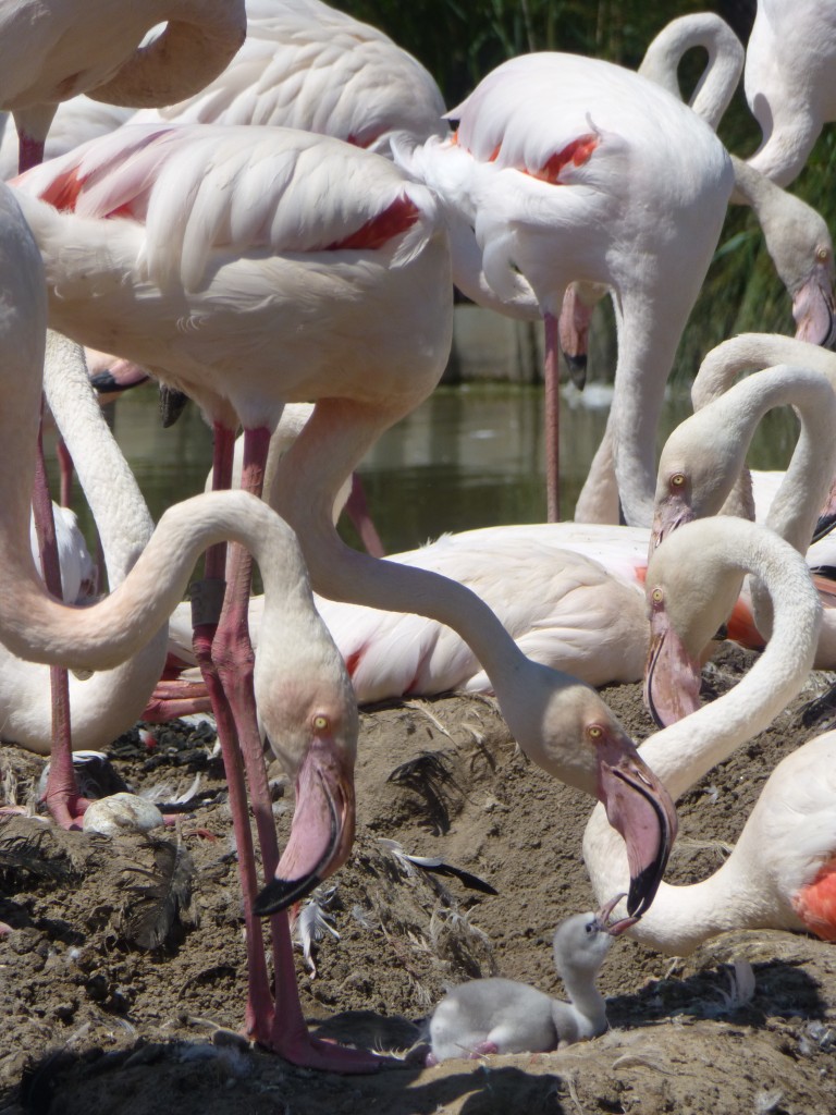 A parent greater flamingos provides a nourishing meal of crop mils to a new chick. This crop milk is so nutritionally perfect for baby flamingos that it makes them very fast growers indeed. 