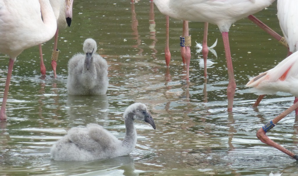 First swimming lesson! Older chicks take to the water to strengthen their legs. It is important for them to "learn to be flamingos" as quickly as possible so that they can grow up to be successful, and useful, members of the flock. 