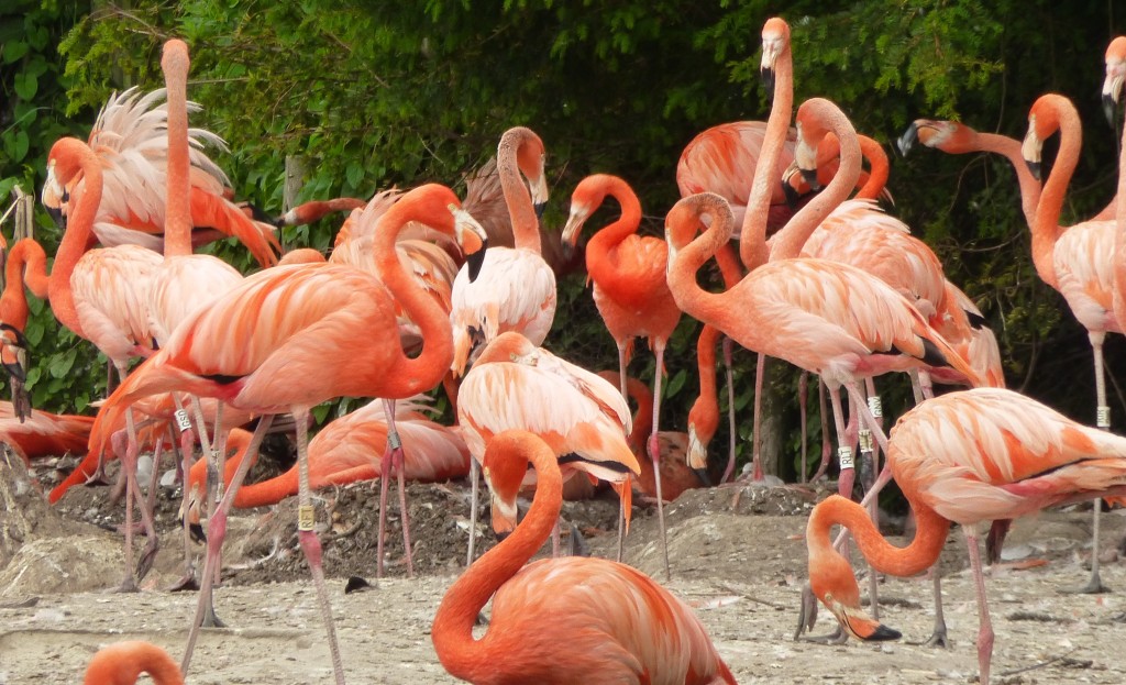 Can you spot a new chick?! They are there, but you have to look closely (bring binoculars!) amidst the mass of legs and necks. 