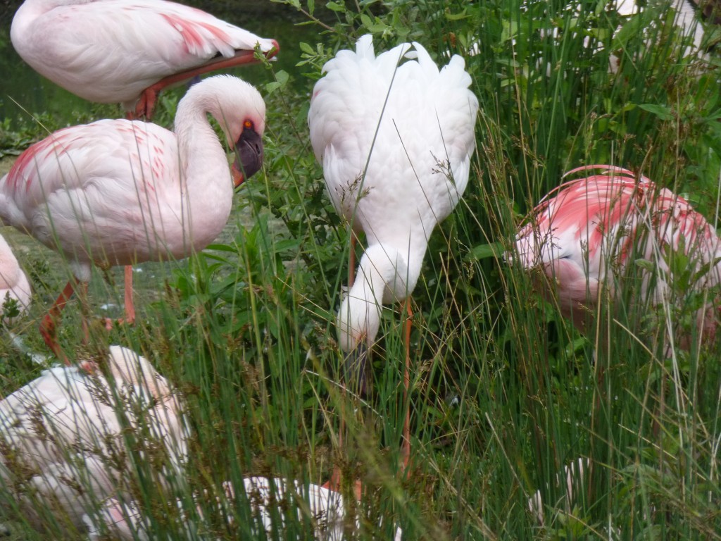 Several lesser flamingos have built nests in the mass of reads to the left of their enclosure. These birds have been busy over the past few days enlarging nests mounds with mud and pieces of reed. Let's hope they really mean business. 