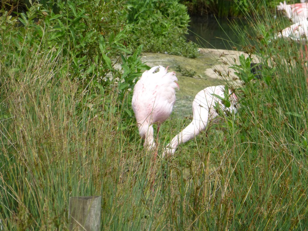 And these two birds were so engrossed in nest building that they were reluctant to leave their nests when they were fed in the afternoon and went straight back over once they had been given their pellets, ignoring dinner to carry on building. 