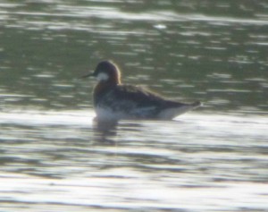 Red-necked Phalarope, Tack Piece, MJMcGill