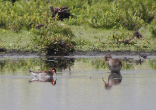 Red-necked Phalarope found from the in focus shop 2nd June 2010