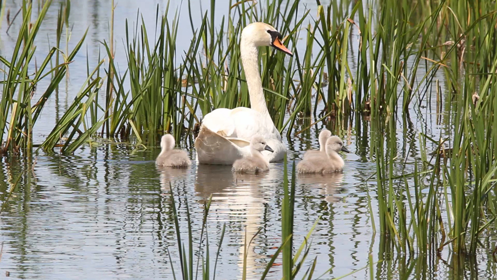 Swan with cygnets by Rob Wisdom