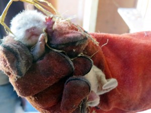 Little Squeak gets a health check