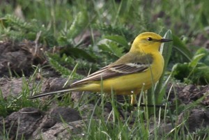 Yellow wagtail by Jon Smith