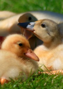 katherine houghton ducklings