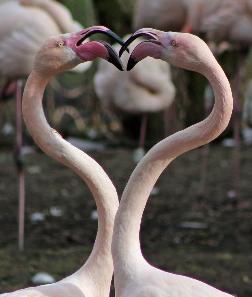 lovers not fighters