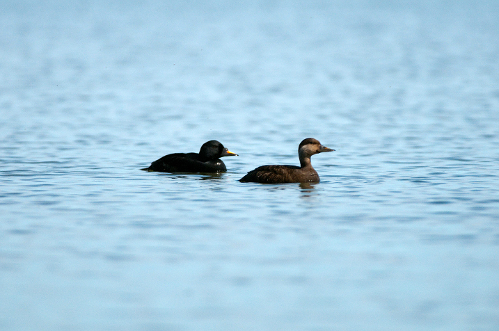 A pair of Common Scoters (c) Larry Griffin WWT