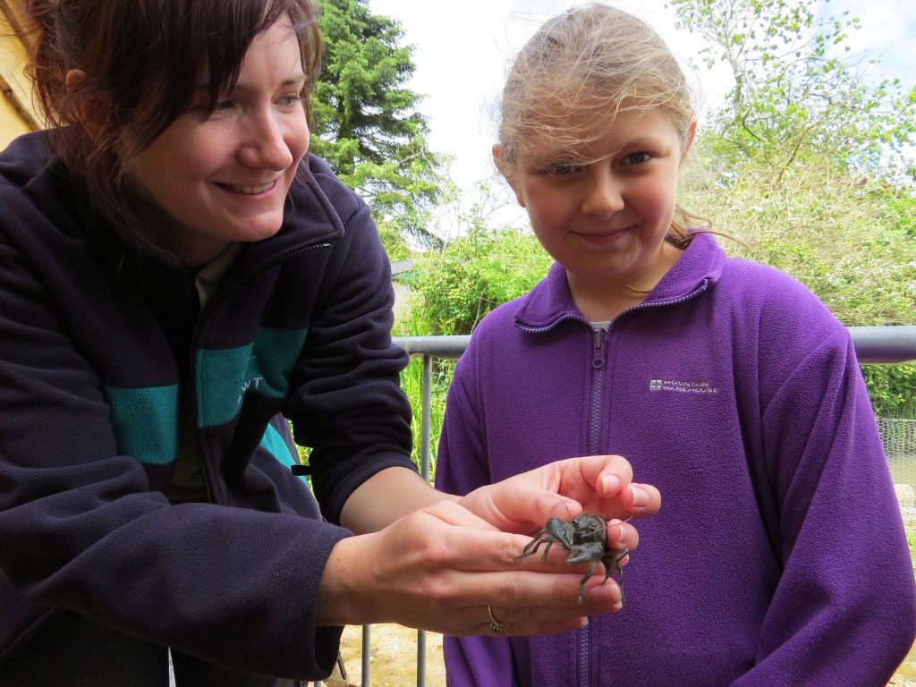 WWT's Helen Lamont shows Phoebe from Slimbridge School the new crayfish