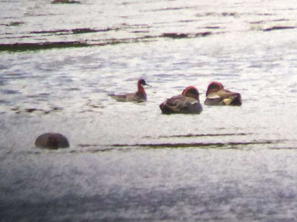 Red-necked Phalarope with Teal