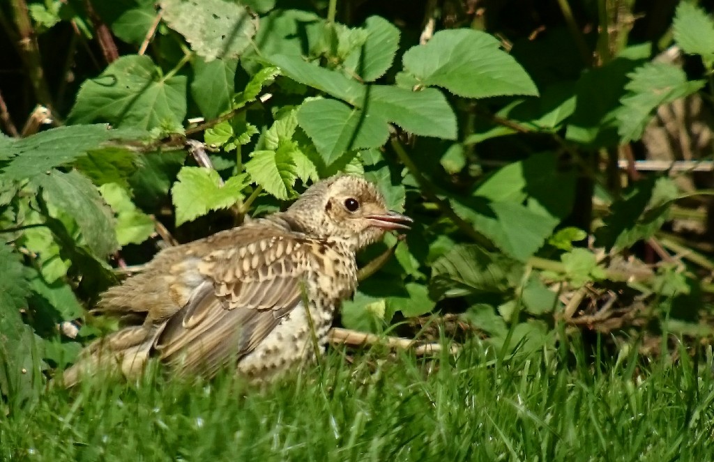 Juvenile Mistle Thrush sun bathing