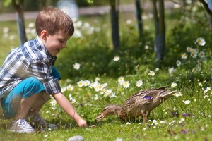 Feed the ducks, deese and swans in Close Encounters