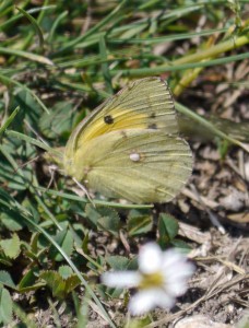 Clouded Yellow, 18 07 15, MJMcGill