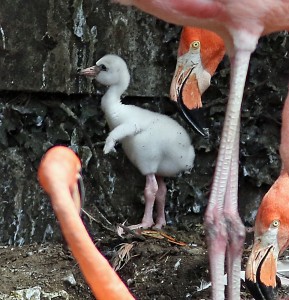 Flamingo Chick (4M5A5960) Llanelli WWT (PEB) 16Jul15m