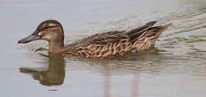 Garganey, Bob Evans, Slirmbridge