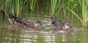 Garganey by Bob Evans, Slimbridge