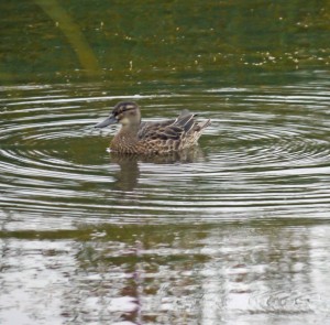 Garganey juvenile, MJMcGill