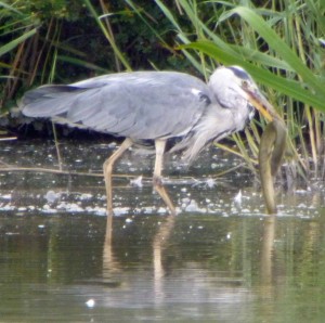 Grey Heron with eel, MJM