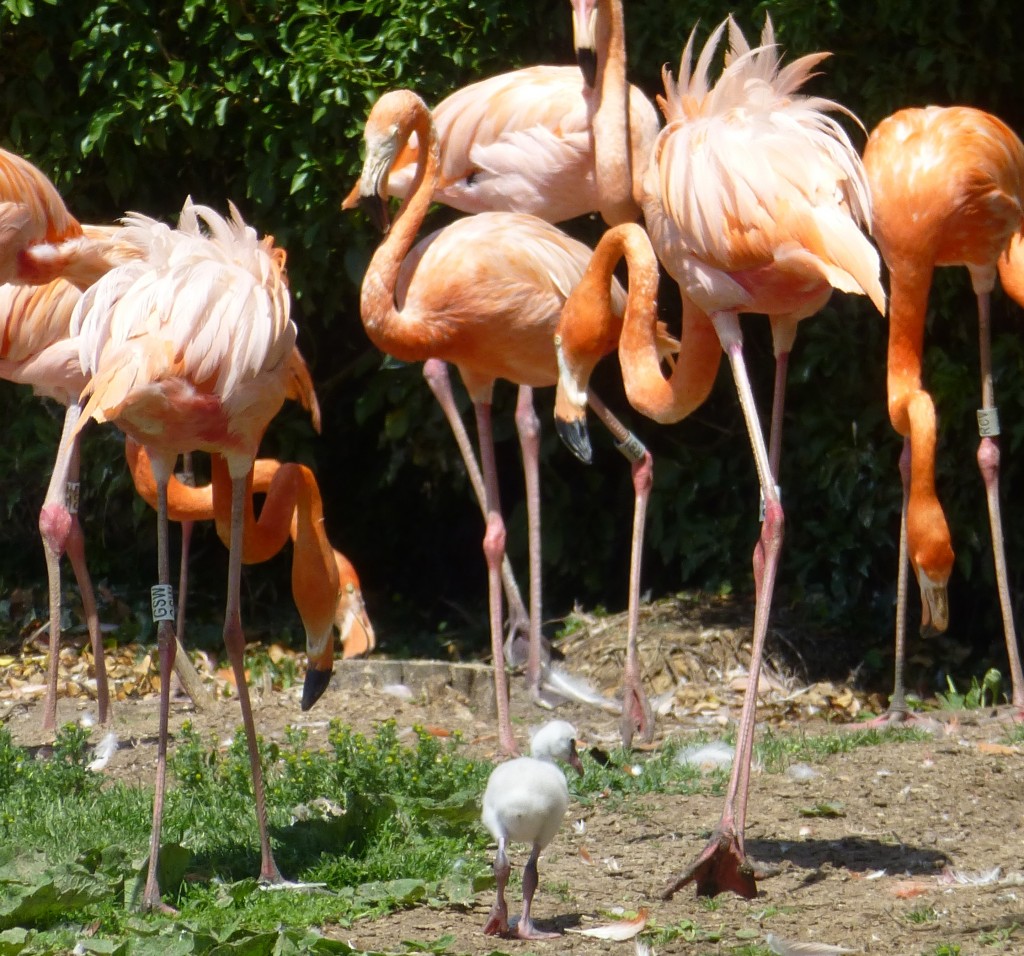 Having retrieved junior from the shrubbery, Mr & Mrs Flamingo manage to exert their parental authority and get their youngster back to the flock, finally!