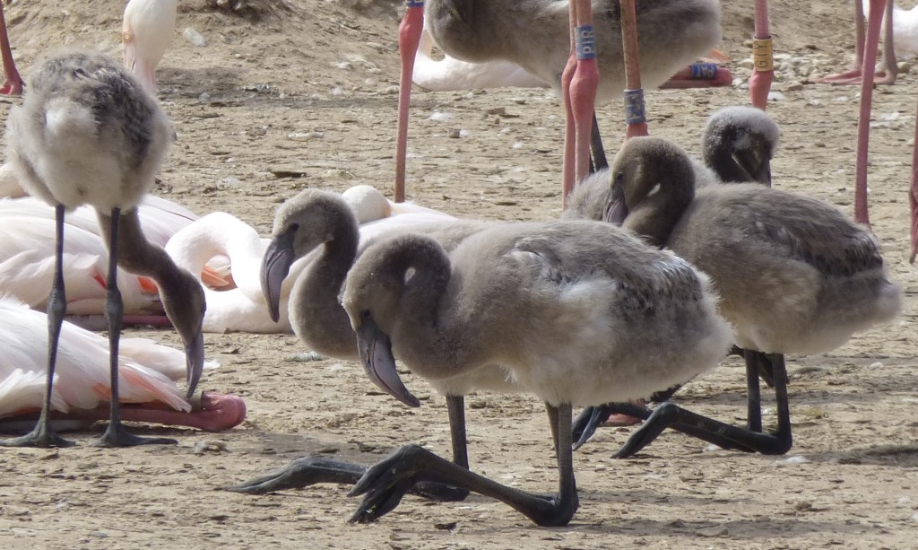 Snoozy in the sunshine? It's tough growing up pink. 