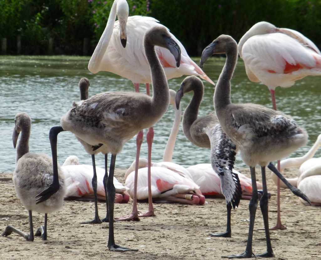 Ballet helps them grow! Well, wing and leg stretches. Important for developing limbs. 