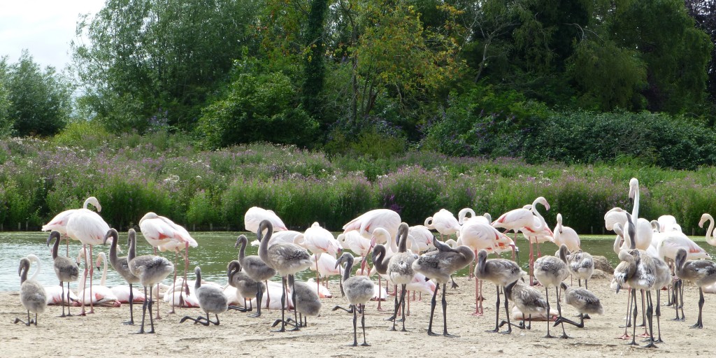 An ENORMOUS flamingo crèche. And only at WWT Sliimbridge can you see this many birds, in such a big flamingo nursery. Look out for adult "helpers" keeping an eye out over the mass of grey fluff. 