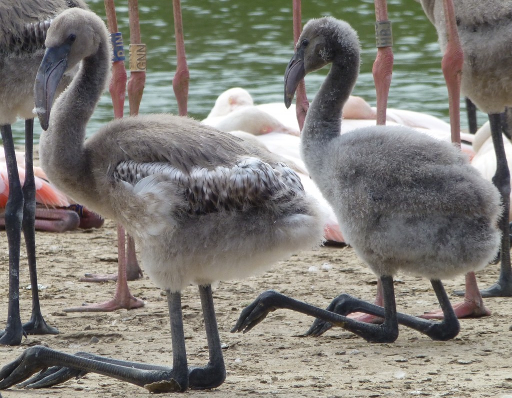 Is that a splash of pink...?! No, not yet! But what you will start to see from now onwards is fluffy down being replaced by "proper" feathers as the chicks' first plumage pushes through, first on their wings. 