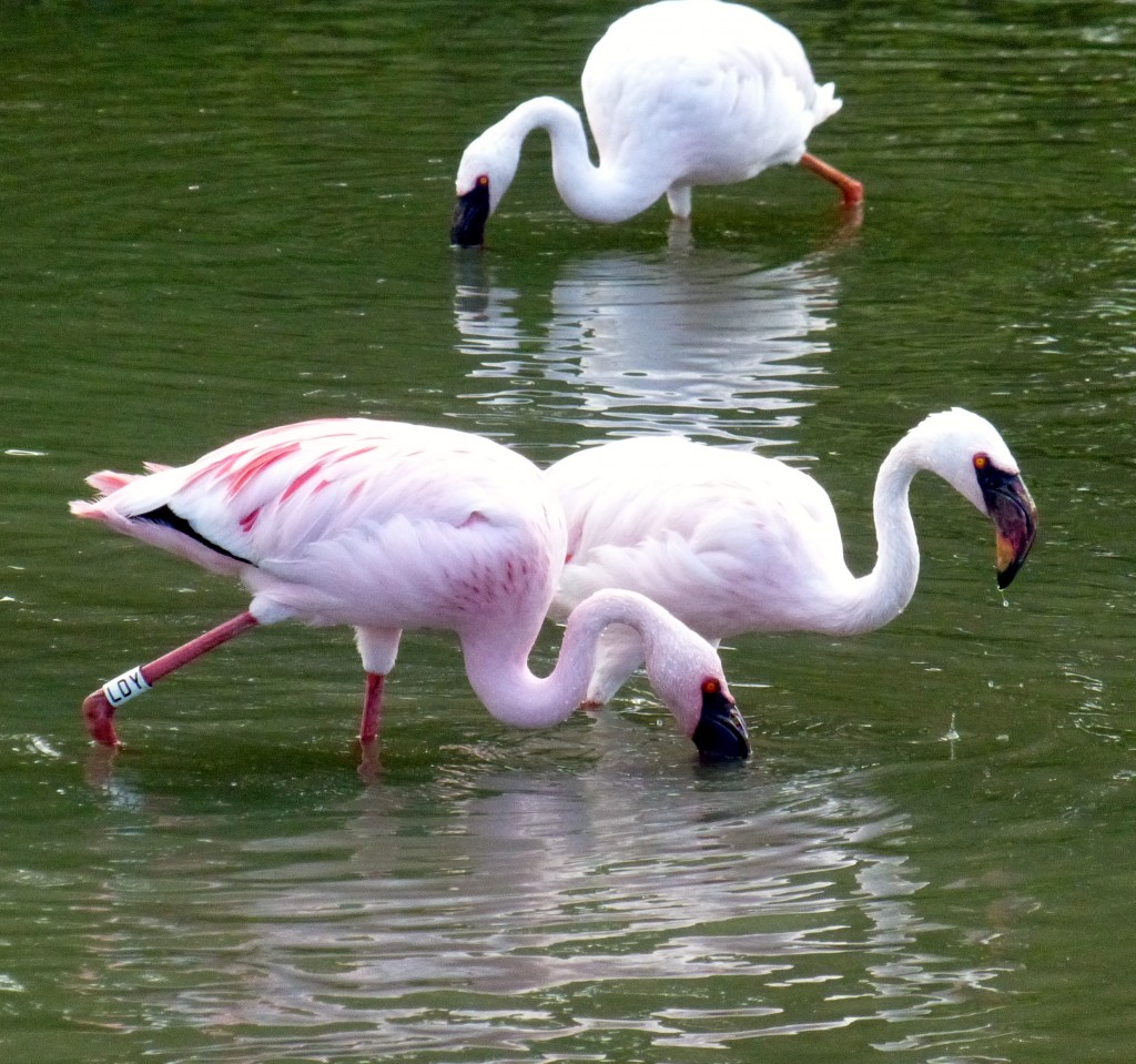 The lesser flamingo has evolved to collect food by sieving the top few centimetres of water. Or so is believed... 