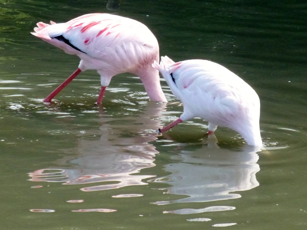 This "deep water" feeding was thought to be commoner in greater flamingos, but now lesser flamingos seem to do this regularly too.