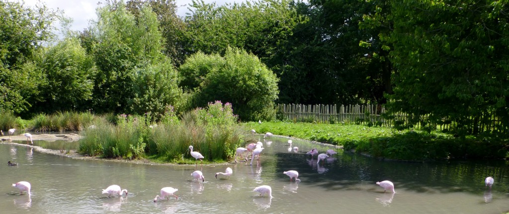 A whole heap of foraging flamingos... all kind of doing it in a different fashion.