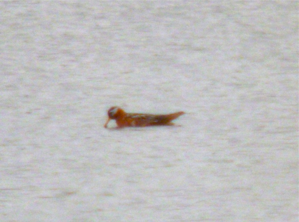 2012's breeding plumage Red Phalarope