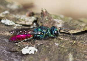Ruby Tailed Wasp by Romney Turner