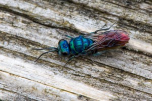 Ruby-tailed wasp