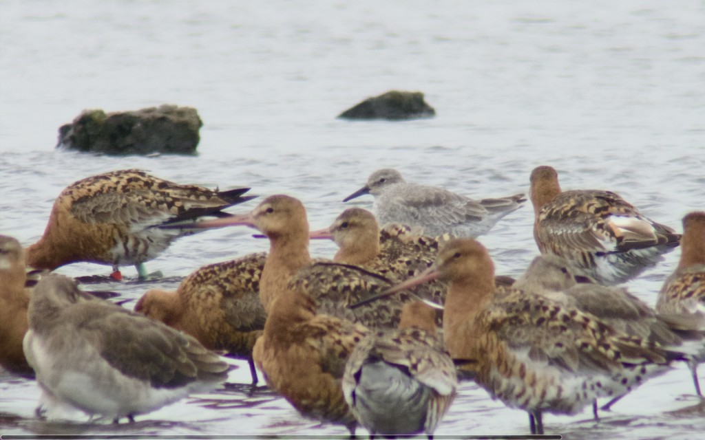 A Knot in non breeding plumage spent some time roosting with on the Mere this afternoon with 150 gorgeous Icelandic Black-tailed Godwits (photo: T. Disley)