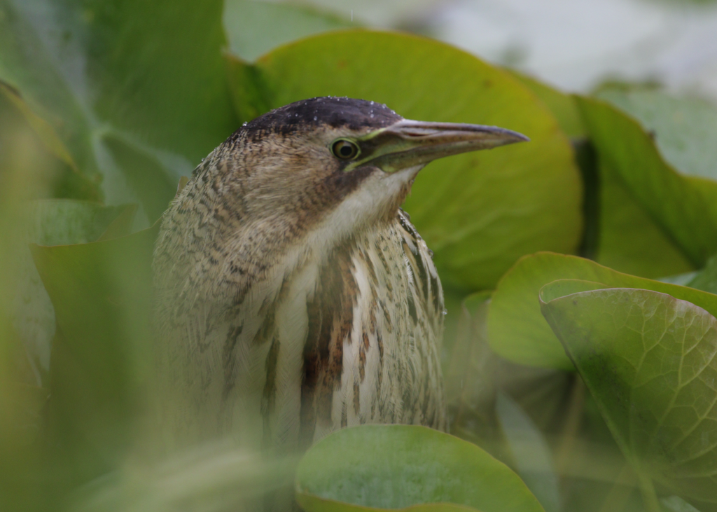 Bittern showing among the lilly's from Ron Barker Hide (photo: K. Bishop)