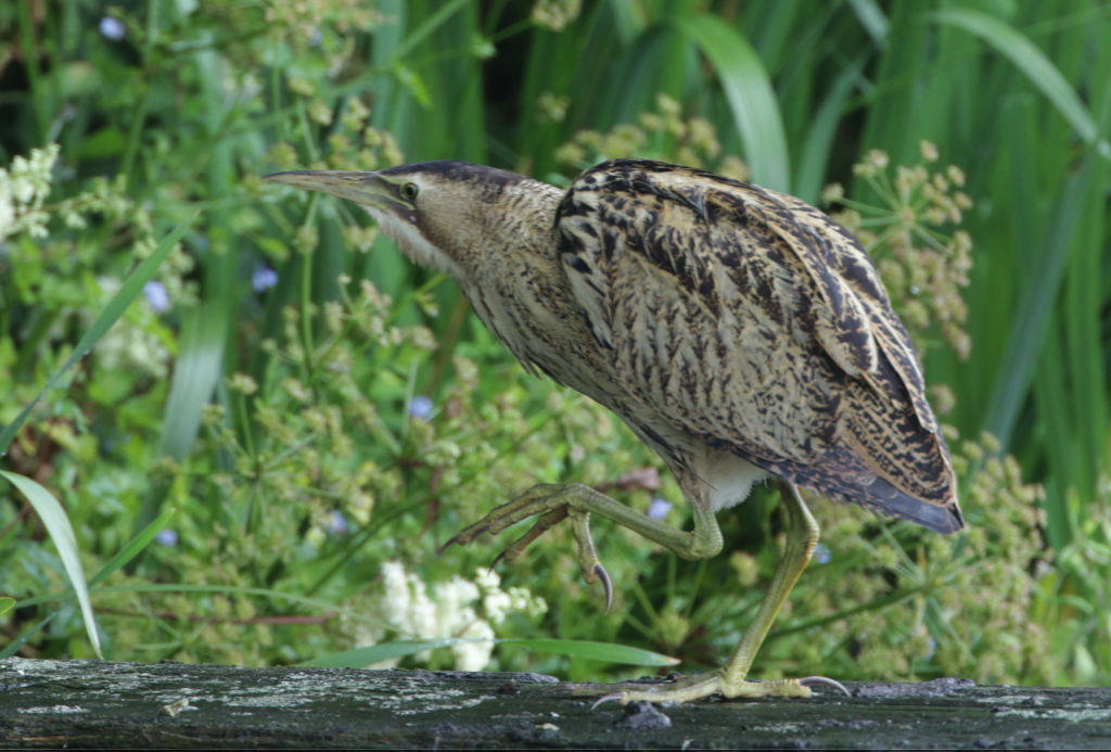 Bittern (photo: K. Bishop)