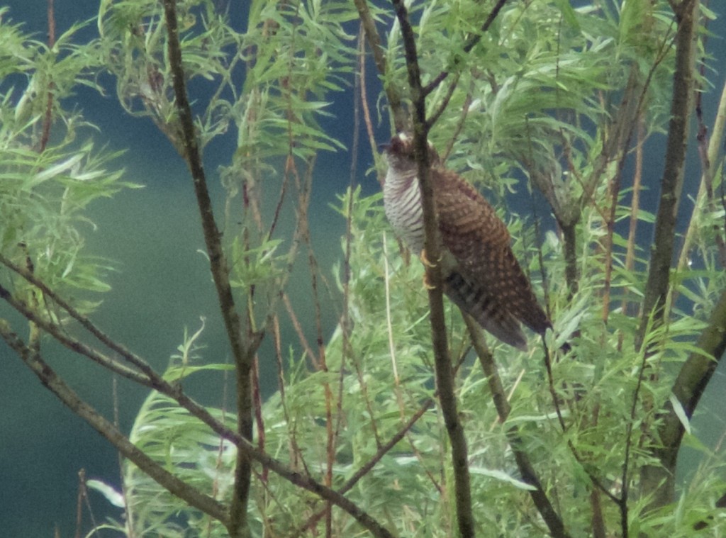 Juvenile Cuckoo (photo: T. Disley)
