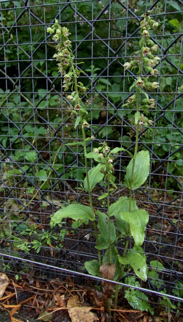 presumed Broad-Leaved Helleborine (T. Disley)