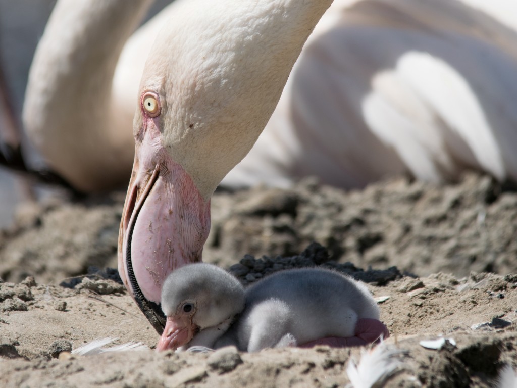 Flamingo Chick taken by Michael Page
