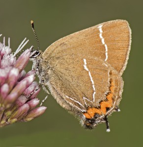 White-letter hairstreak - Satyrium w-album