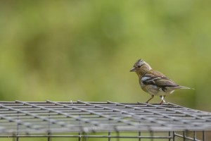 chaffinch