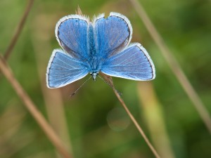 Common Blue at Castle Espie Ted McKee / WWT