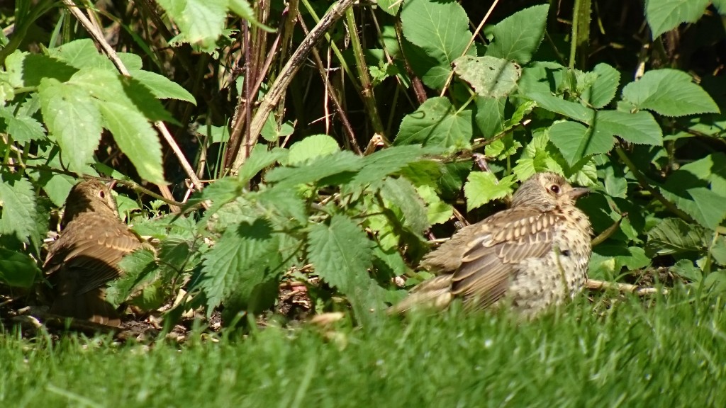 Juvenile Song Thrush (left) also sunbathing with Juv Mistle Thrush