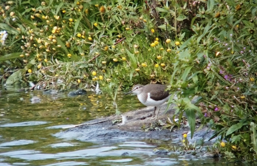 Common Sandpiper on the Mere