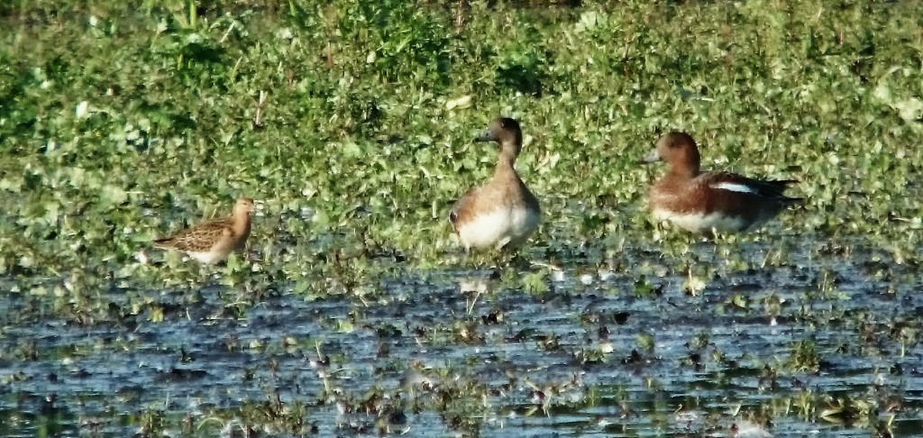 Juvenile female Ruff (far left) with Wigeon