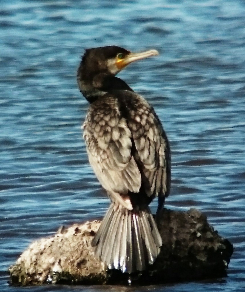 Sinensis Cormorant