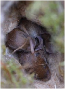 Bank vole nest found in a dormouse nesting box.