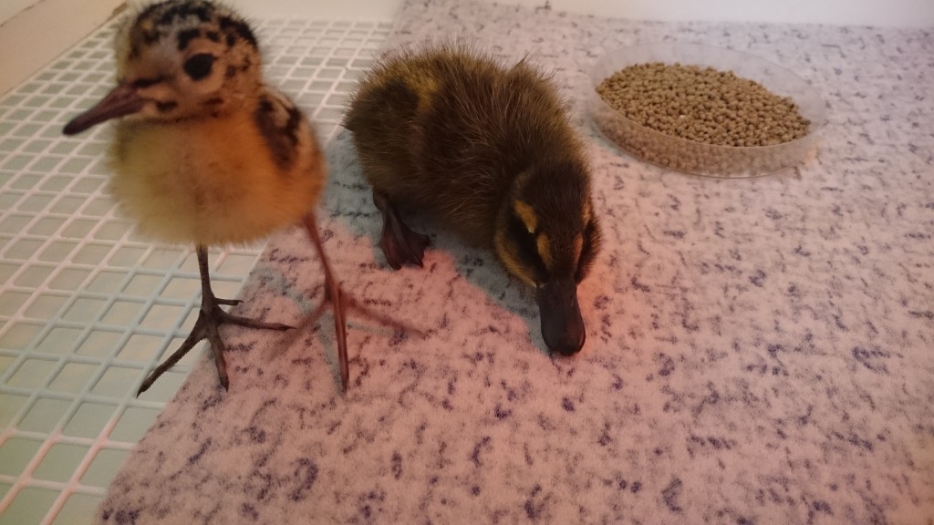 Chick_and_Duckling_1