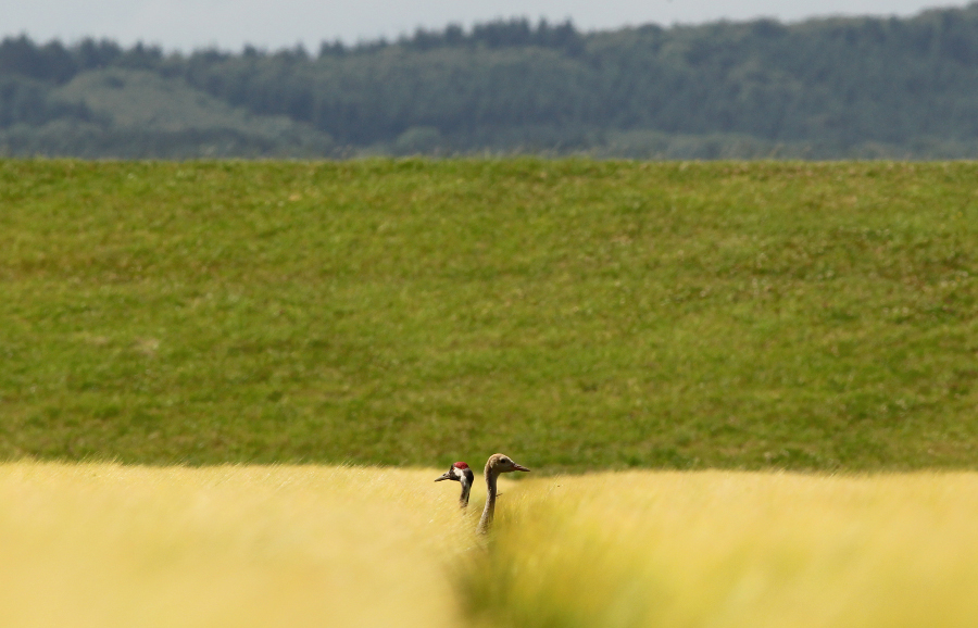 Young wild crane with its parent at Slimbridge (c) JSLees WWT